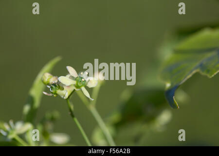 L'arbre de fusée ; Euonymus europaeus fleur ; Cornwall, UK Banque D'Images