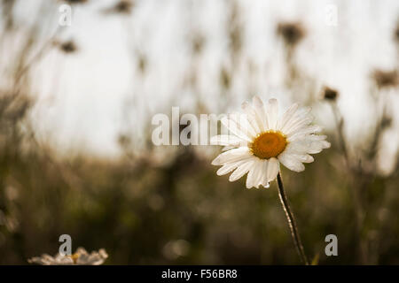 Daisy Banque D'Images