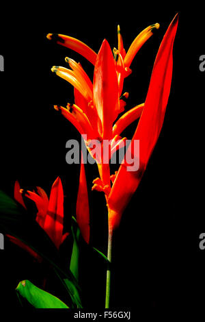 Une plante tropicale heliconia sur fond noir Banque D'Images