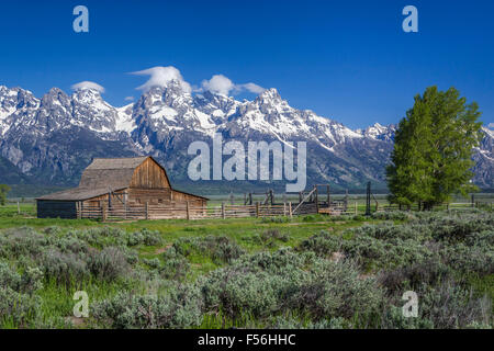 Une grange à Mormon Row dans le Parc National de Grand Teton, Wyoming, États-Unis. Banque D'Images