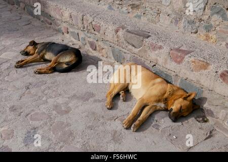 Deux chiens se trouvant sur la rue de dormir dans le village d'Argentine (soleil). Banque D'Images