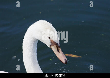 Beau mignon femelle cygne muet Banque D'Images