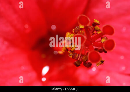 Close up de fleur d'Hibiscus pistil et anthère Banque D'Images