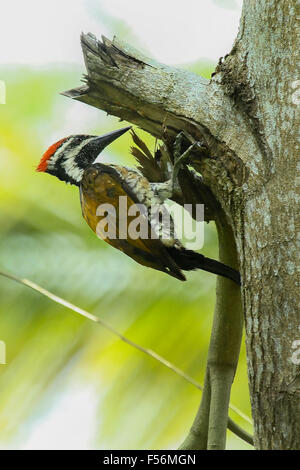 Bel oiseau pic, un mâle d'une plus grande Flameback (Chrysocolaptes lucidus) Banque D'Images