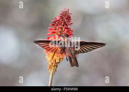 (Aglaeactis cupripennis Shining sunbeam) se nourrissant du San Jorge Eco-Lodge, Quito, Équateur. Banque D'Images