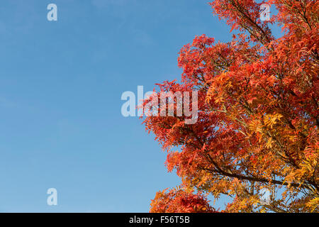 Sorbus. Rowan Tree feuilles à l'automne contre un ciel bleu Banque D'Images