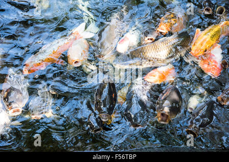 ATAGO Jinja, Minato-Ku, Tokyo, Japon Banque D'Images