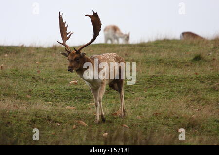 Balades cerf en automne à Knole Park, dans le Kent Banque D'Images