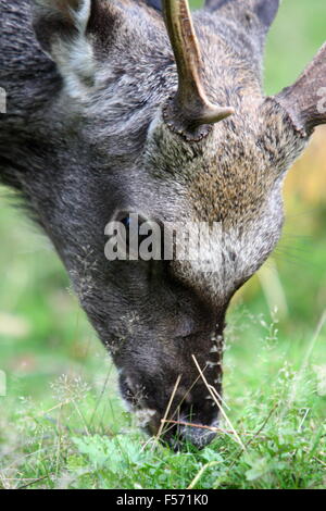 Le cerf sika (Cervus nippon) au pâturage Knole Park, Kent Banque D'Images