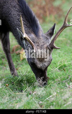 Le cerf sika (Cervus nippon) au pâturage Knole Park, Kent Banque D'Images