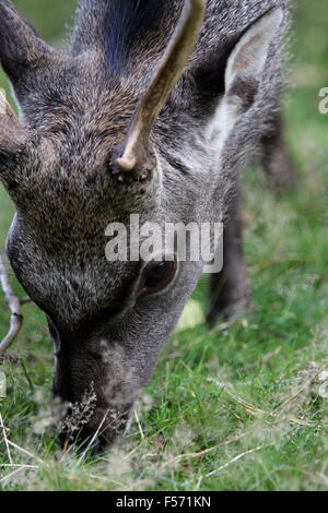 Le cerf sika (Cervus nippon) au pâturage Knole Park, Kent Banque D'Images