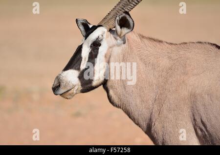 Gemsbok (Oryx gazella), Kgalagadi Transfrontier Park, Northern Cape, Afrique du Sud, l'Afrique Banque D'Images