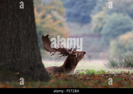 Stag couché sous un arbre à Knole Park, dans le Kent Banque D'Images