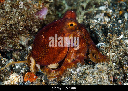 Mototi poulpe, le Détroit de Lembeh, Indonésie Banque D'Images