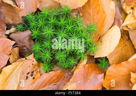 Mousse Polytric commun, Polytrichum commune, et de feuilles de hêtre, à l'automne. Banque D'Images