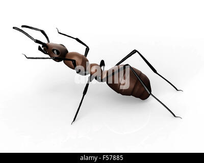 Ant noir isolé sur un fond blanc. Banque D'Images