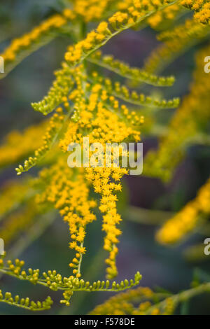 La floraison Solidago gigantea Banque D'Images