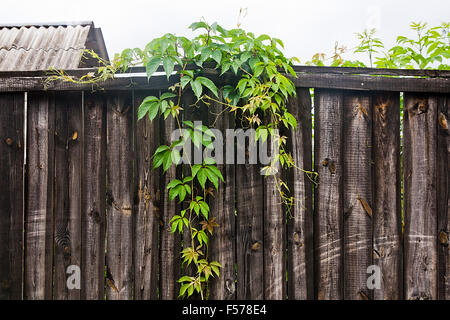 Nature fond de bois. Le raisin sauvage de feuillage sur fond de bois vintage avec copie espace. Les feuilles vertes de la photo:o Banque D'Images