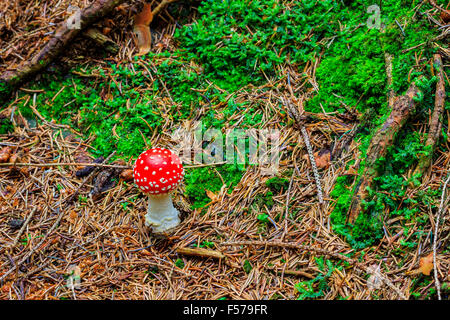 Champignons dans les bois aux couleurs de l'automne Banque D'Images