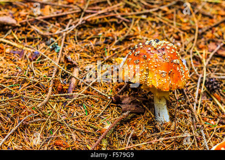 Champignons dans les bois aux couleurs de l'automne Banque D'Images