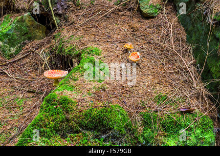 Champignons dans les bois aux couleurs de l'automne Banque D'Images