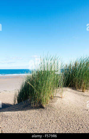 L'Ammophila arenaria. L'ammophile de plus en dunes de sable sur la plage. Scremerston, Weymouth, Dorset, Angleterre. Banque D'Images