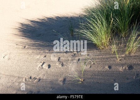 L'Ammophila arenaria. L'ammophile de plus en dunes de sable sur la plage. Scremerston, Weymouth, Dorset, Angleterre. Banque D'Images