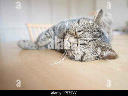 British shorthair cat allongé sur une table de cuisine à dormir. Banque D'Images