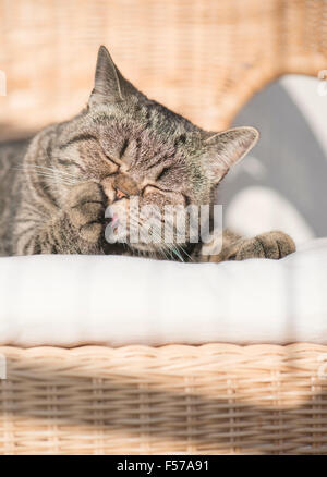 British shorthair cat lying in wicker chair licking paw aux yeux clos. Et de repos paisible animal. Banque D'Images