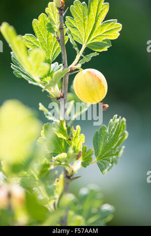 Groseille (Ribes uva-crispa) sur bush in garden Banque D'Images