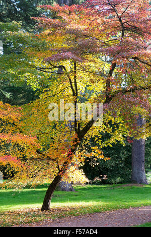 Nyssa sylvatica. Gommier noir en automne. UK Banque D'Images