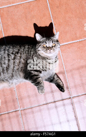 British shorthair cat allongé sur un tapis. Banque D'Images