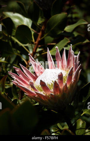 King Protea la fleur nationale d'Afrique du Sud Banque D'Images