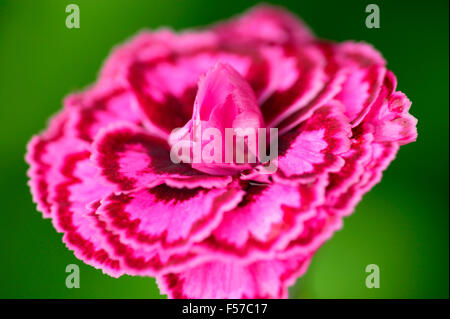 Dianthus 'Poulin Rouge' (Rose) gros plan de fleur rose aromatique parfumée au clou de girofle en juin Somerset UK Banque D'Images