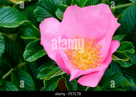 Rosa 'Frau Dagmar Hastrup' rugosa. Close up of pink flower. Juillet l'Oxfordshire. Banque D'Images