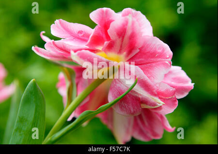 Tulipe double fleur de la pêche. Close up de fleurs simples. Avril l'Oxfordshire. Banque D'Images