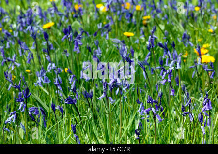 Endymion non scriptus (Hyacinthoides Bluebell). Jacinthes et fleurs de pissenlit en avril Gloucestershire. Banque D'Images