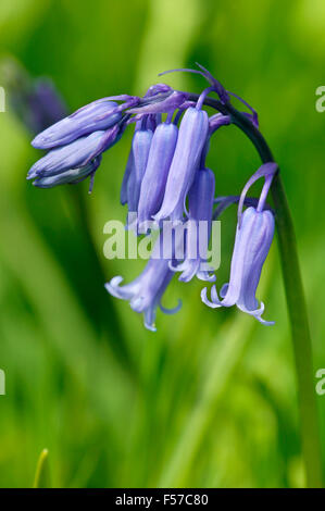 Endymion non scriptus (Hyacinthoides Bluebell). Close up of seule fleur bleue. La Loire avril UK. Banque D'Images