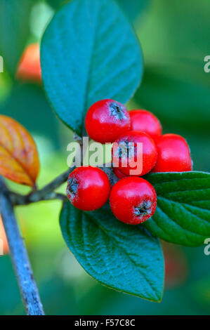 Cotoneaster franchetii. Close up de baies rouges et de feuilles. Novembre Gloucestershire UK. Banque D'Images