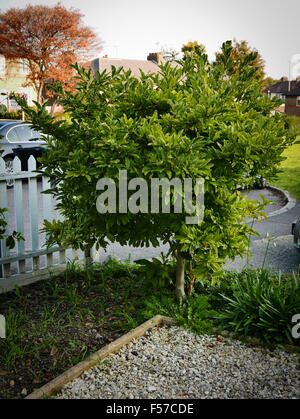 Star magnolia bush avec les fruits rouges, pas en fleurs, dans un jardin à l'avant. Banque D'Images