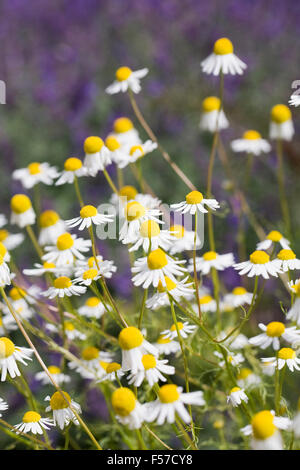 Matricaria chamomilla. Fleurs de camomille allemande. Banque D'Images