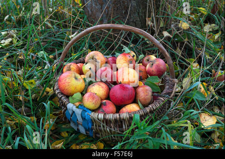 Cox fraîchement cueillis pommes (Malus domestica) dans panier sur l'herbe, Middle Franconia, Bavaria, Germany Banque D'Images