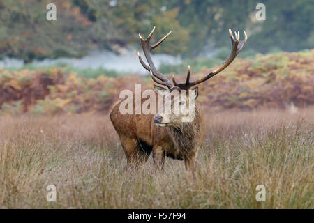 Red Deer stag debout dans l'herbe haute. Banque D'Images