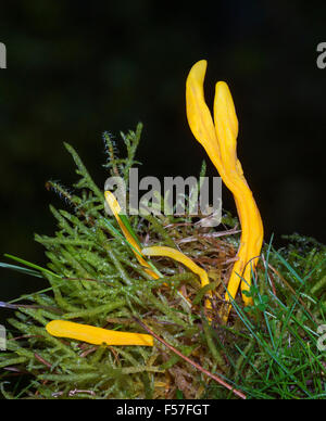 Les fusées d'or (Clavulinopsis fusiformis) Banque D'Images