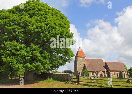 Chêne par l'église St Laurence Guestling East Sussex Angleterre Royaume-Uni Banque D'Images
