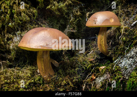 Bay Bolet (Boletus badius également connu sous le nom de Xerocomus badius) poussant sur un hêtre tombé. Banque D'Images