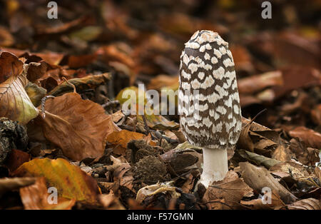 Coprinopsis picacea (Inkcap Magpie - également connu sous le nom de Coprinus picasia) Banque D'Images