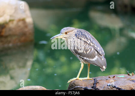 Bihoreau gris (Nycticorax nycticorax) au Japon Banque D'Images