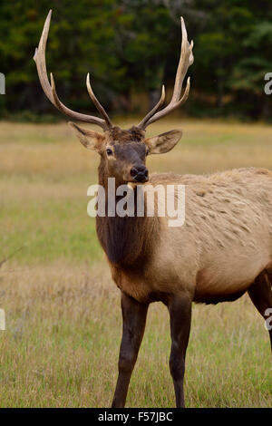 Un portrait avant de voir un jeune taureau le Wapiti Cervus elaphus, dans un pré dans le parc national Jasper en Alberta Canada Banque D'Images