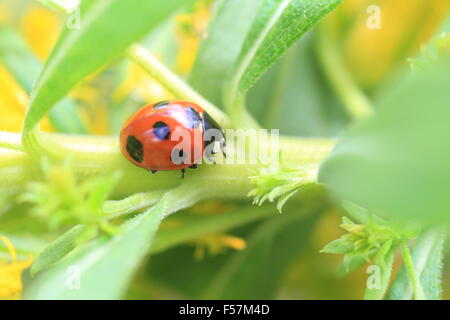 7-spot ladybird ou Sevenspotted (Coccinella septempunctata coccinelle) au Japon Banque D'Images